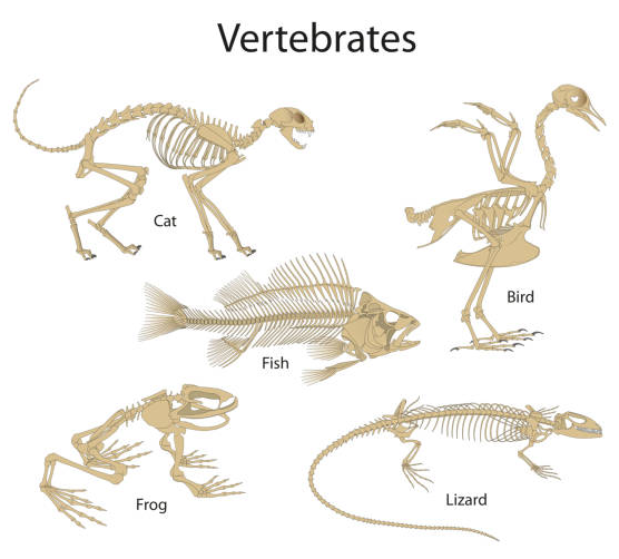 how is an organism classified as vertebrates